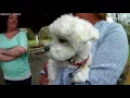 Pay It Forward Small Dog Rescue of MN