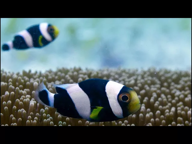 Incredible Teamwork From Little Clownfish | Blue Planet II