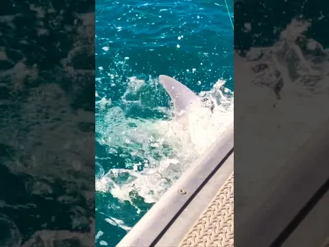 BIG SHARK! Really Big Shark 🦈 😱 Kids Fishing Adventure