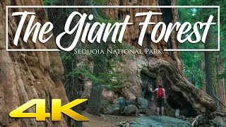 The Giant Forest 4K Sequoia National Park 