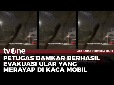 VIRAL! Pengguna TikTok Unggah Video Mencekam Saat Ular Sanca Merayap di Kaca Mobilnya