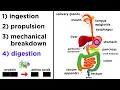 The Digestive System