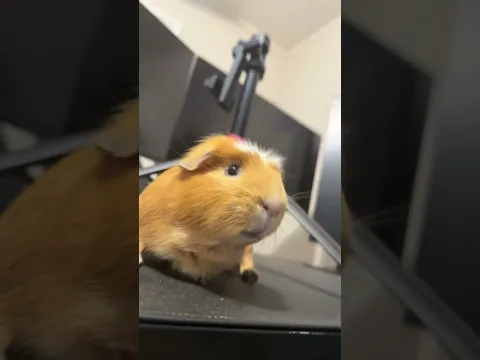 Someone was hurt in the process of making this video ￼