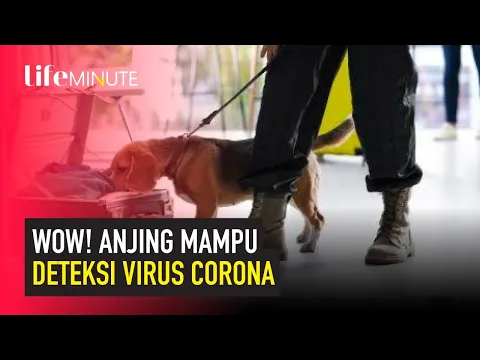 Chili Gunakan Anjing Pelacak untuk Deteksi Corona di Bandara I lifestyleOne