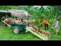 Download Lagu Buy Many Goat From Farmer Man - Use Horse Drawn Cart Transport Many Goats Goes To Sell