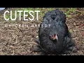 Pekin chickens and Bantam Cochins are they the cutest chickens