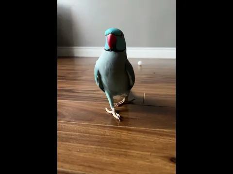Kiwi Wants You To Know You’re Cute 💙 #parrot #positivevibes #youtubeshorts #virulshorts