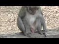 LOL - Funny Monkey Pees Try Not to Laugh It s Looks Sheepish