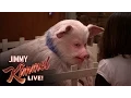 Video di Jimmy the Pig
