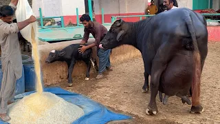 Wand Formulla of World Best Nili Ravi Buffalo Breeder Haji Shaukat Doggar of Multan