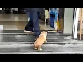 A stray corgi just begging for food get kicked out by the boss it didn t knowing what it did wrong