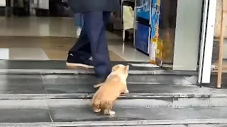 A stray corgi just begging for food get kicked out by the boss it didn t knowing what it did wrong