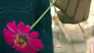 مع انك وي طير مبقتش يا طير طيري دندنها