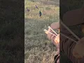 Download Lagu Began hunting master short video #ytshorts #shorts #slingshot