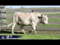 LOT 11 MINNIE VALE VAUDEVILLE V58E P