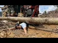 Download Lagu Logging and transporting timber by agricultural vehicle is extremely arduous and dangerous.