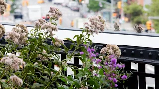 Adventures in Ecological Horticulture — Engaging Nature: Dialogues on Urban Ecology