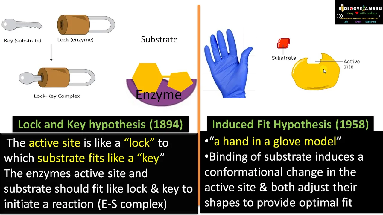 Difference between Lock and key and Induced Fit Model | Why is Induced Fit model more accepted?