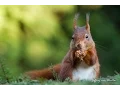 Download Lagu De Eekhoorn op de Veluwe
