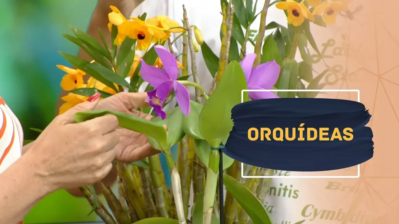 APRENDA A SALVAR AS ORQUÍDEAS DOENTES