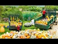 Download Lagu TIMELAPSE: Use Truck to Harvest Gourds from Villagers and Selling at Countryside Market | Daily Farm