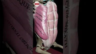 Understanding the Abdominal Wall Has Never Been This Simple