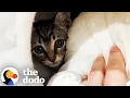 Lagu She Thought She Was Rescuing ONE Kitten… But She Was So Wrong | The Dodo