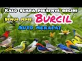 Lagu Suara Pikat Kutilang Ribut Kombinasi Burcil Terancam Ribut Bikin Burung Liar Langsung Merapat