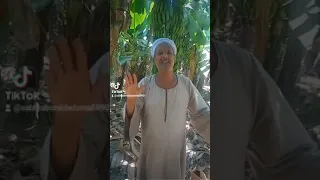 ابومظهر المخ شغال من جور الزمان 