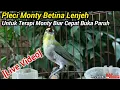 Download Lagu PLECI MONTY BETINA LENJEH - UNTUK TERAPI PLECI MONTY BIAR CEPAT BUKA PARUH