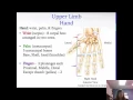 The Skeletal System Appendicular Skeleton Chapter 8 BI 214A