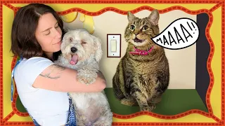 Lies about Penny's health, April fools prank and bunny ears!