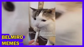 Belmiro Memes: Dublagens de animais engraçados - Episódio 772