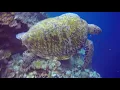 Lagu 2017 Manado Bunaken National Park \u0026 Lembeh Strait Diving Video