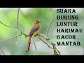 Download Lagu Luntur harimau gacor