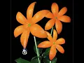 花　original track - Hana (Original Track) - ORANGE RANGE