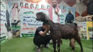   مزاد     الماعز الشامي  في الأردن   ﷺمدير المزاد يحيى ابو جابر                                     دندنها