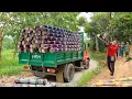 Download Lagu TIMELAPSE: Using Truck to Harvest and Transport Sugarcane to Sell at Juice Shop