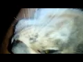 meow gif