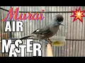 Download Lagu MURAI AIR Master Tembakan Tajam