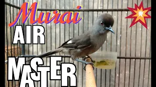 murai air master tembakan tajam