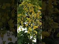 Download Lagu golden shower tree cassia fistula tree flowers #shorts