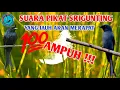 Download Lagu Suara pikat Srigunting Terbaru 2021 ampuh yang jauh akan merapat!!!