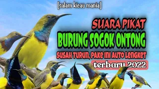 suara pikat burung sogok ontong ribut pikat sogon paling ampuh suara jernih