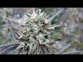 Last look at the garlic cookie frost
