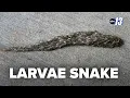 Download Lagu Squirming 'larvae snake' looks straight out of a horror movie, but they're actually quite harmless