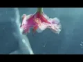 Coldplay - Hypnotised (Official Lyric Video)