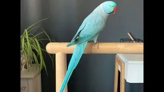 Parrot Voice For Montage صوت ببغاء للمونتاج 