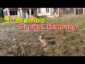 Download Lagu MEMIKAT TERKUKUR / DERKUKU ...SI BREMBO PIKAT LAMA BARU TURUN TANAH
