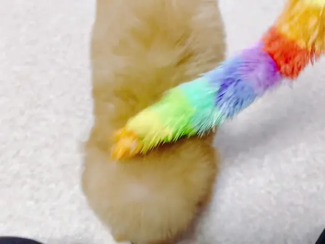 動画